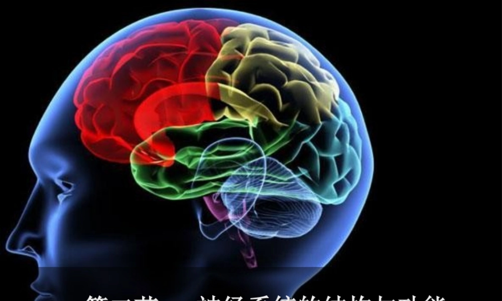 神经冲动的产生和传导-(2)