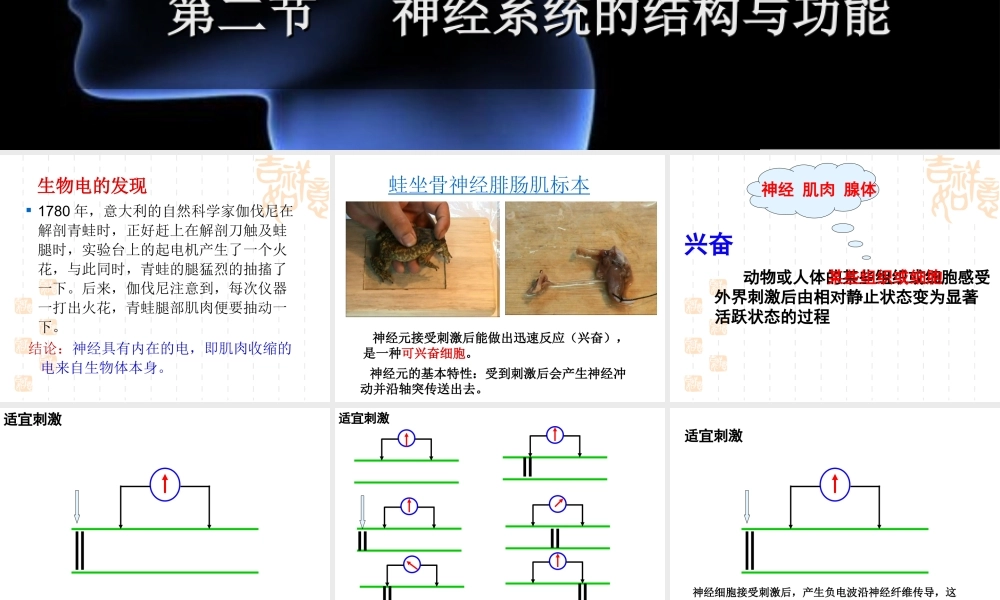 神经冲动的产生和传导-(2)