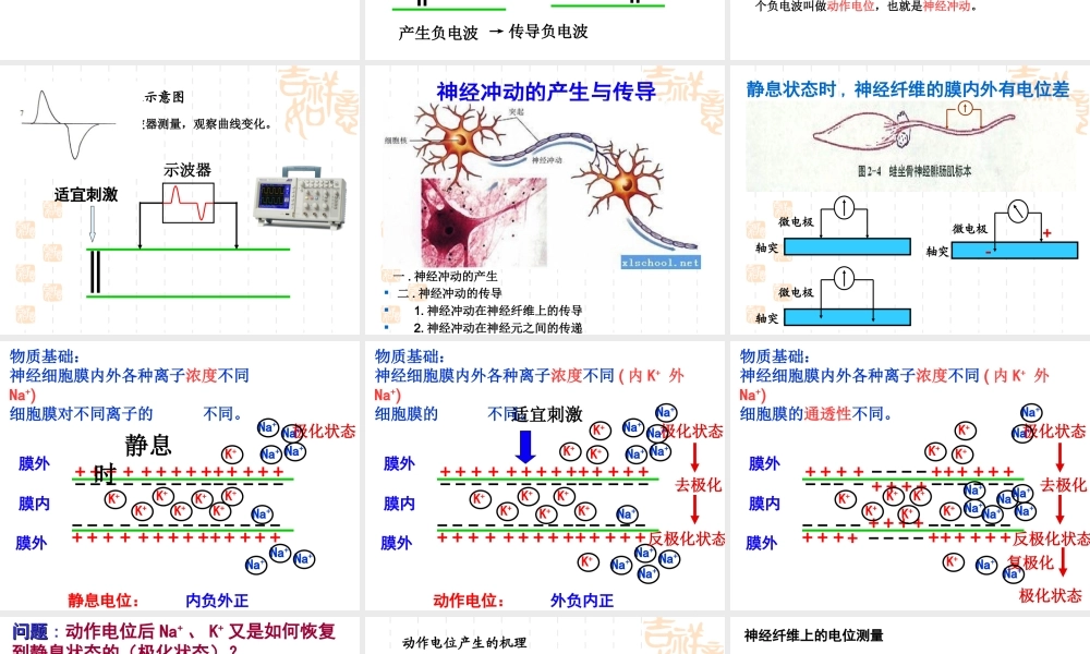 神经冲动的产生和传导-(2)