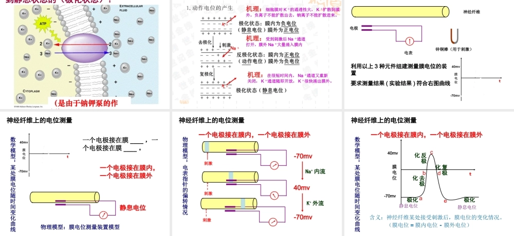 神经冲动的产生和传导-(2)