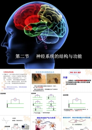 神经冲动的产生和传导-(2)