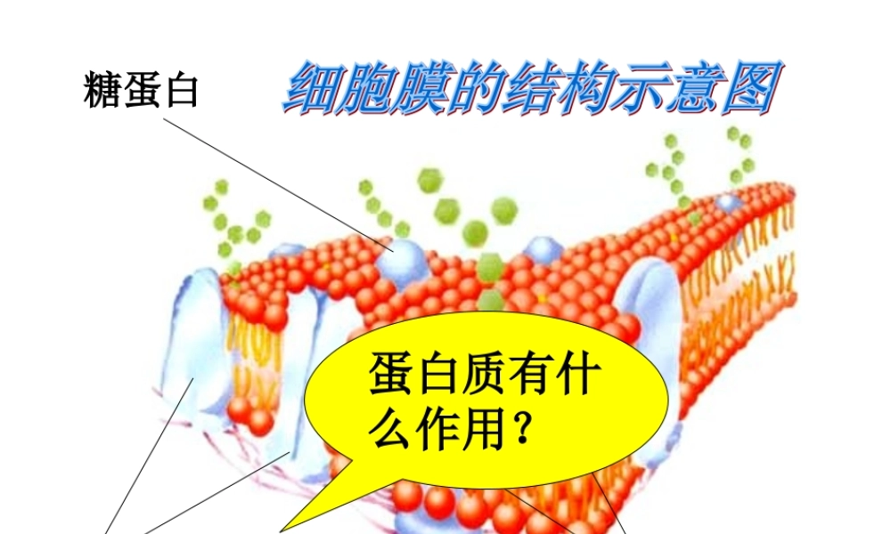 物质跨膜运输方式