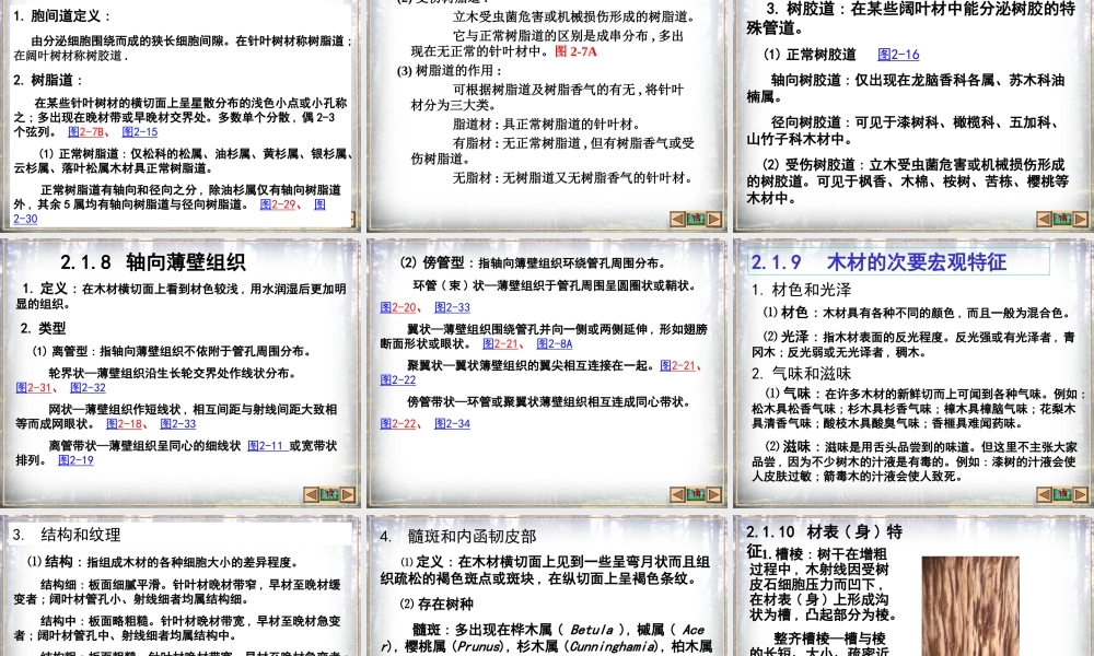 木材宏观构造与微观构