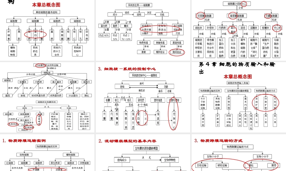 生物必修一 概念图