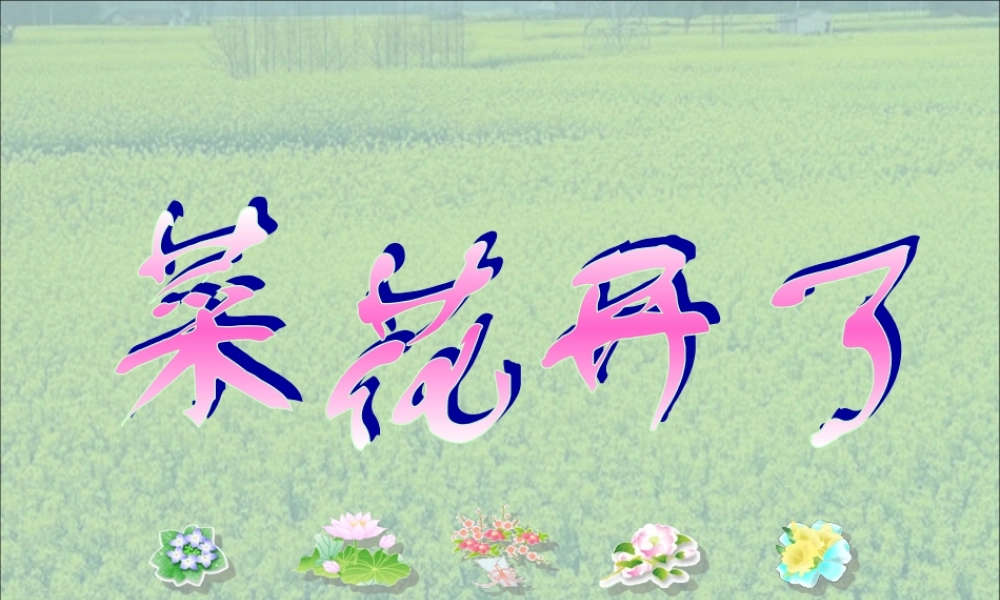 44油菜花开了