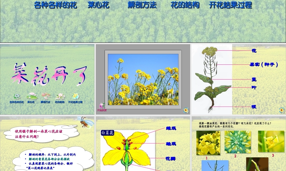 44油菜花开了