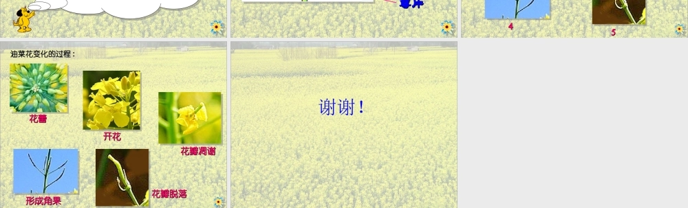 44油菜花开了