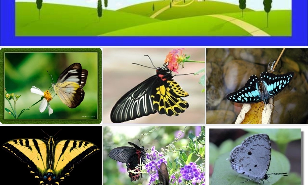 《台湾的蝴蝶谷》