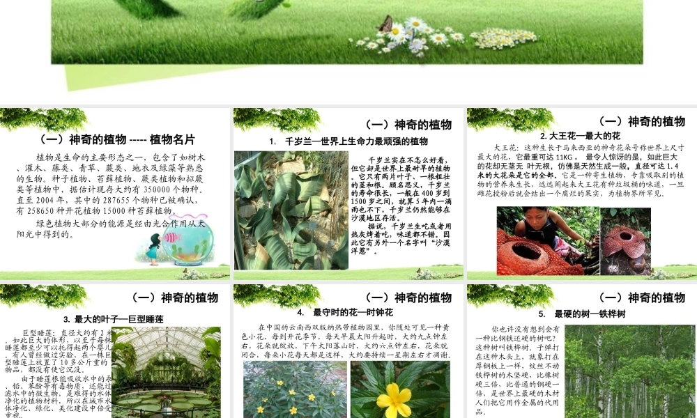 家长进课堂-神奇的植物