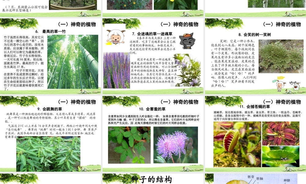 家长进课堂-神奇的植物