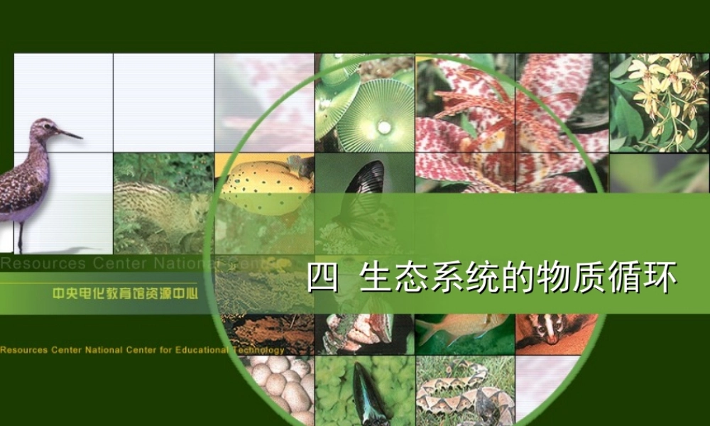 生态系统的物质循环