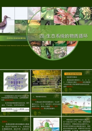 生态系统的物质循环