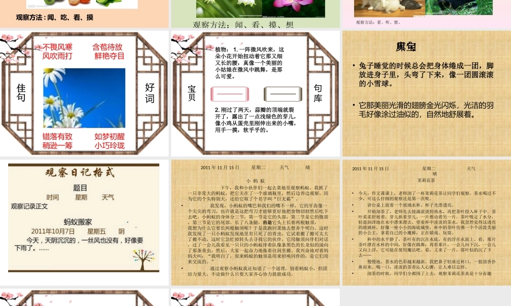 四年级观察日记