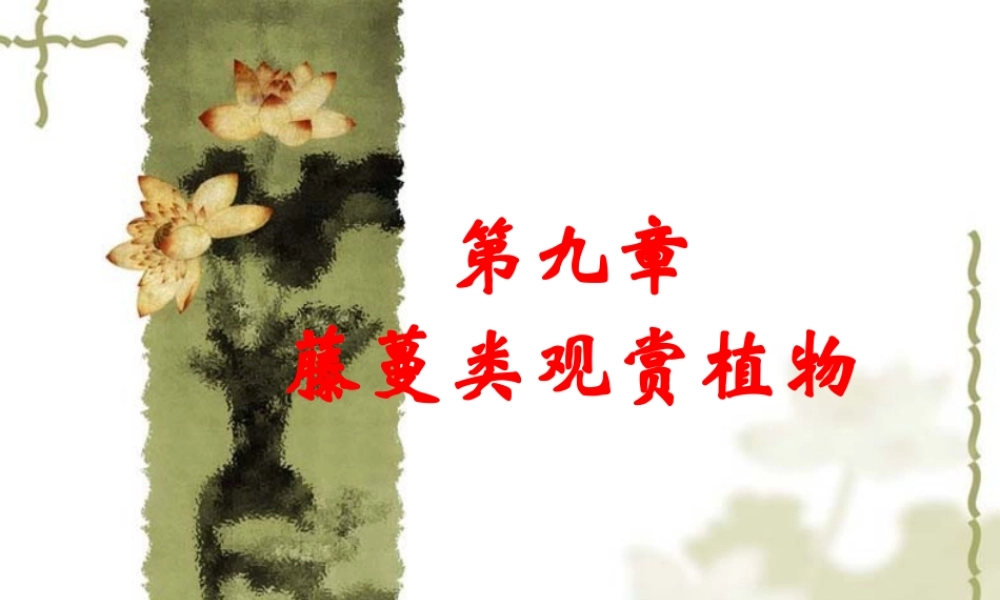 藤蔓类观赏植物