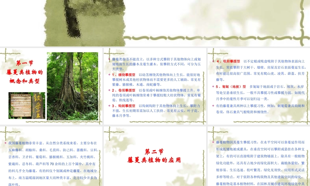 藤蔓类观赏植物