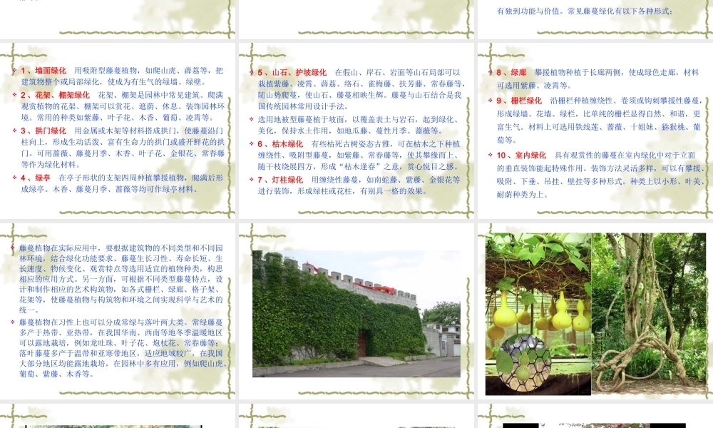 藤蔓类观赏植物