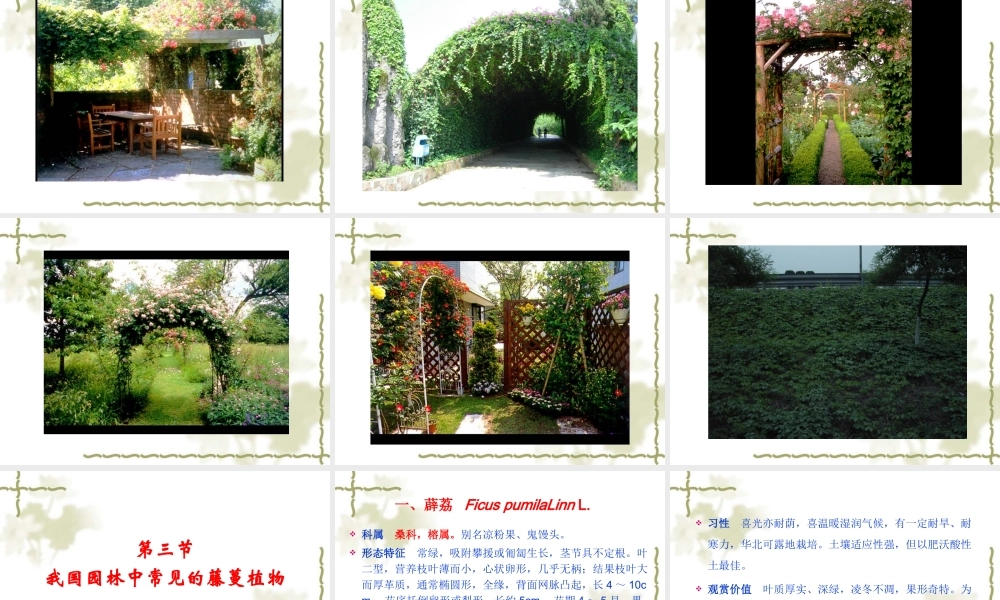 藤蔓类观赏植物