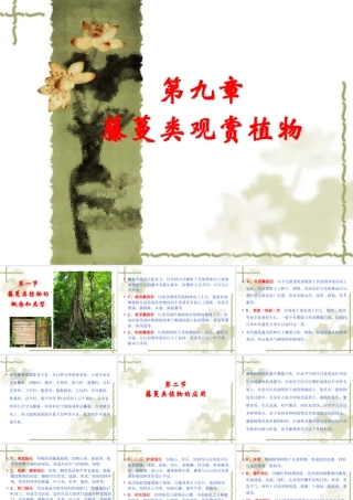 藤蔓类观赏植物