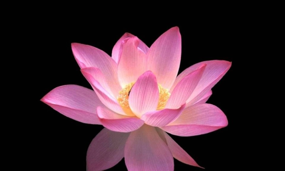 《清塘荷韵》课件