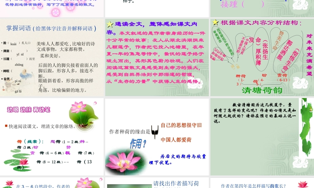 《清塘荷韵》课件