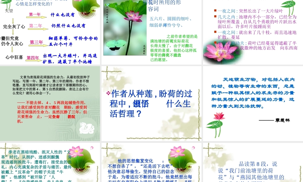 《清塘荷韵》课件