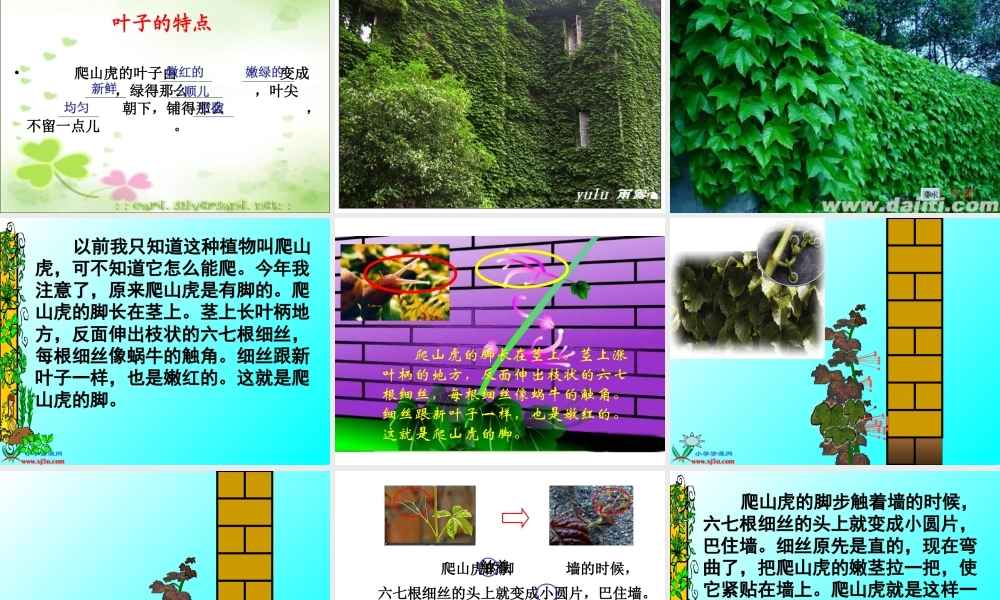 人教版四年级上册6《爬山虎的脚》PPT课件