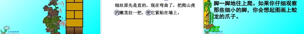 人教版四年级上册6《爬山虎的脚》PPT课件