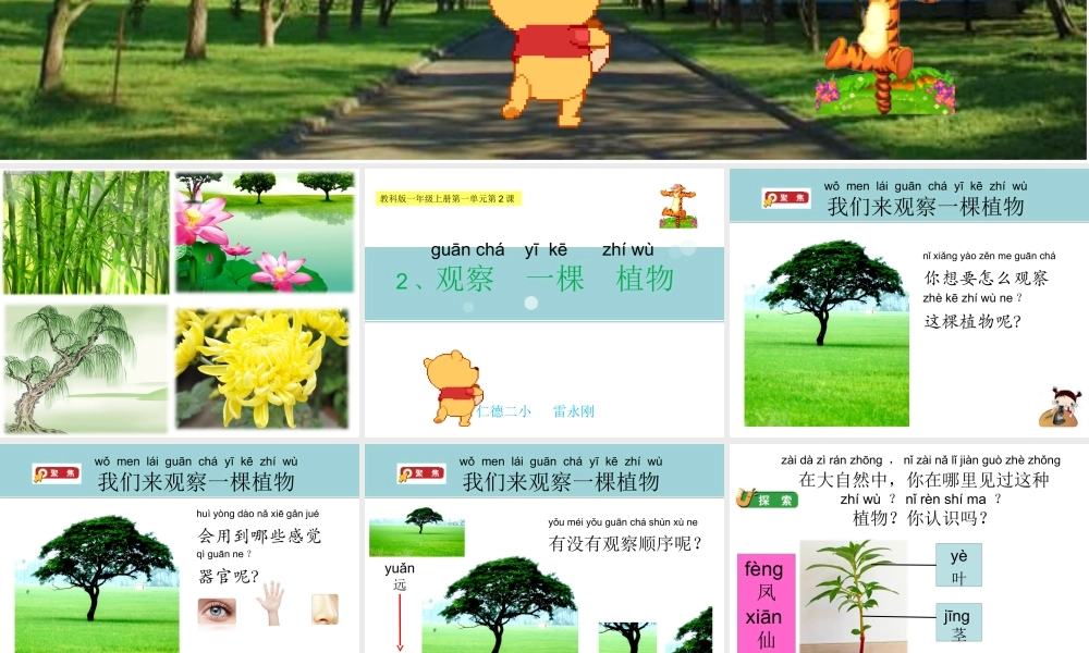 教科版一年级上册科学第一单元2.观察一棵植物