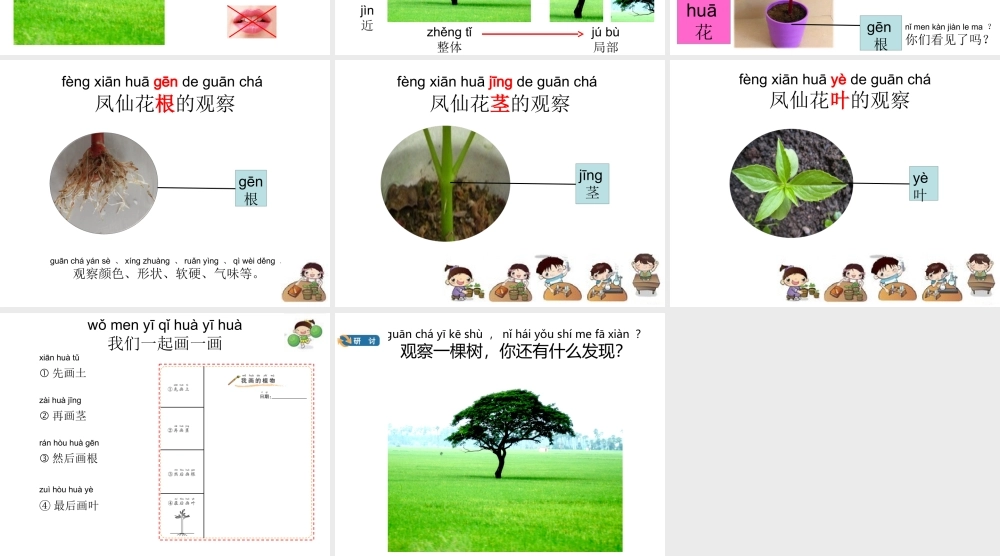 教科版一年级上册科学第一单元2.观察一棵植物