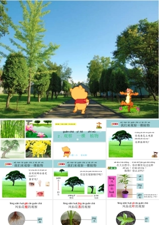 教科版一年级上册科学第一单元2.观察一棵植物