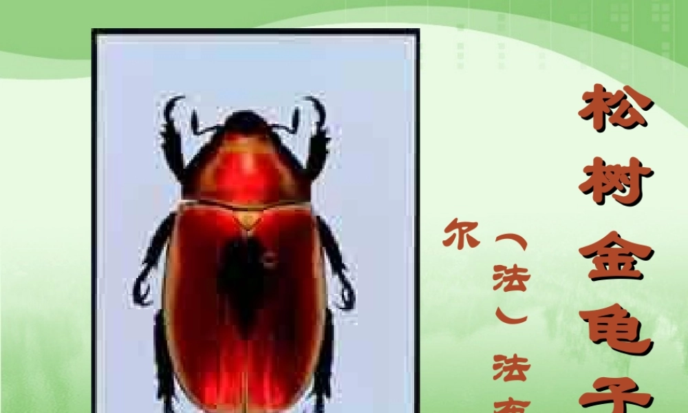 A松树金龟子》课件1