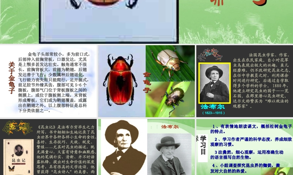 A松树金龟子》课件1