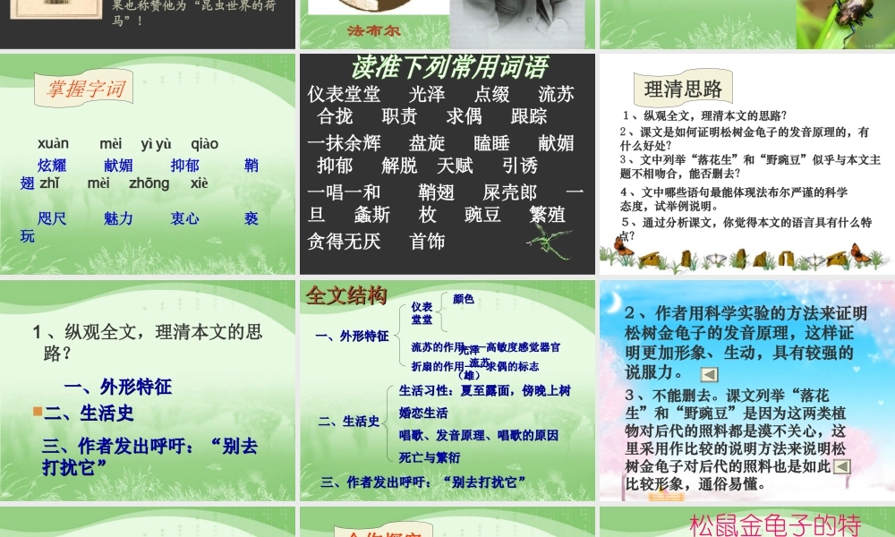 A松树金龟子》课件1