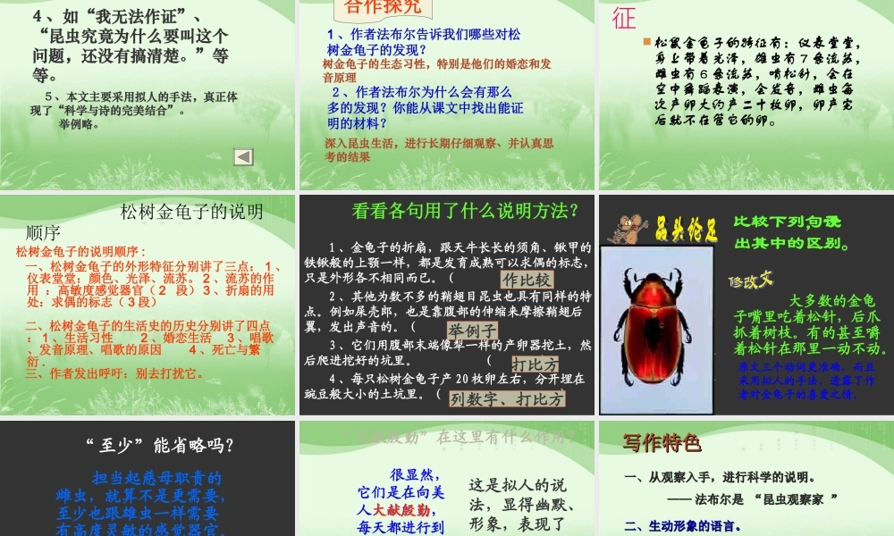 A松树金龟子》课件1