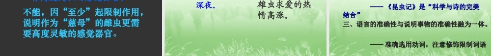 A松树金龟子》课件1