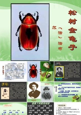 A松树金龟子》课件1