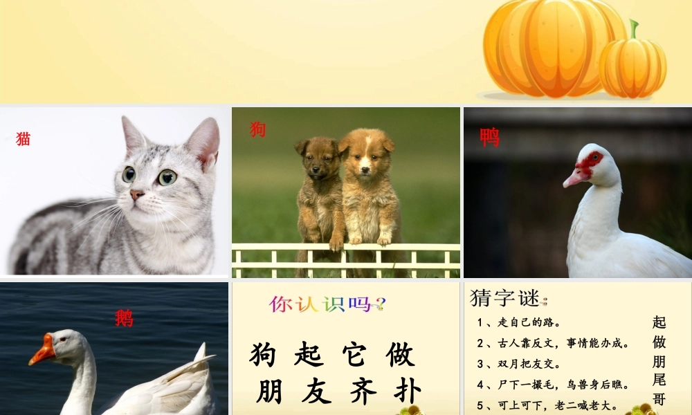 《猫和狗-鸭和鹅》课件2