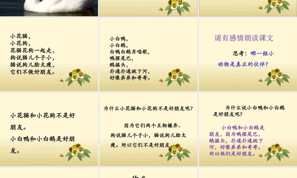 《猫和狗-鸭和鹅》课件2