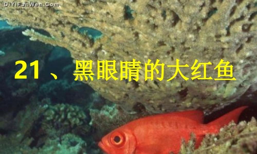 黑眼睛的大红鱼