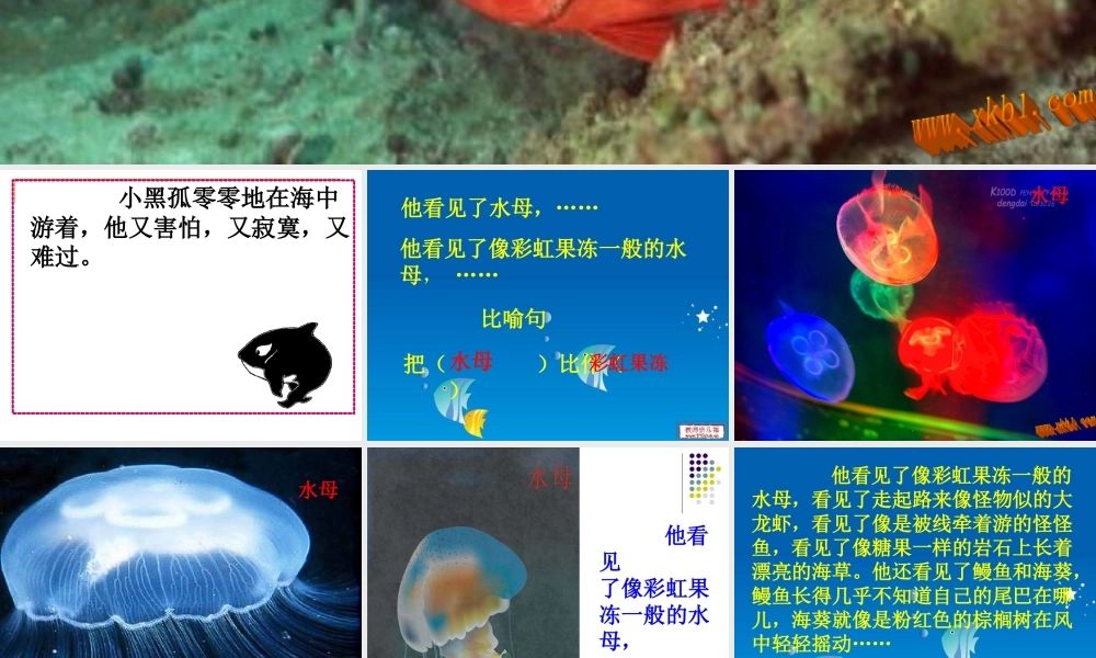 黑眼睛的大红鱼