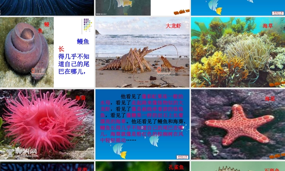 黑眼睛的大红鱼