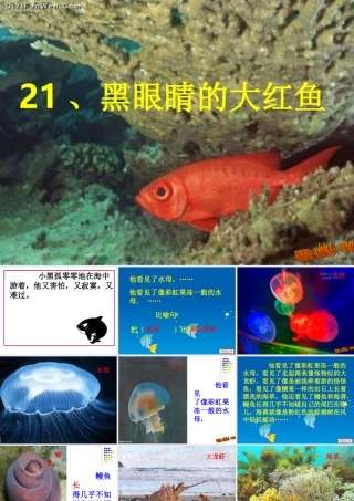 黑眼睛的大红鱼