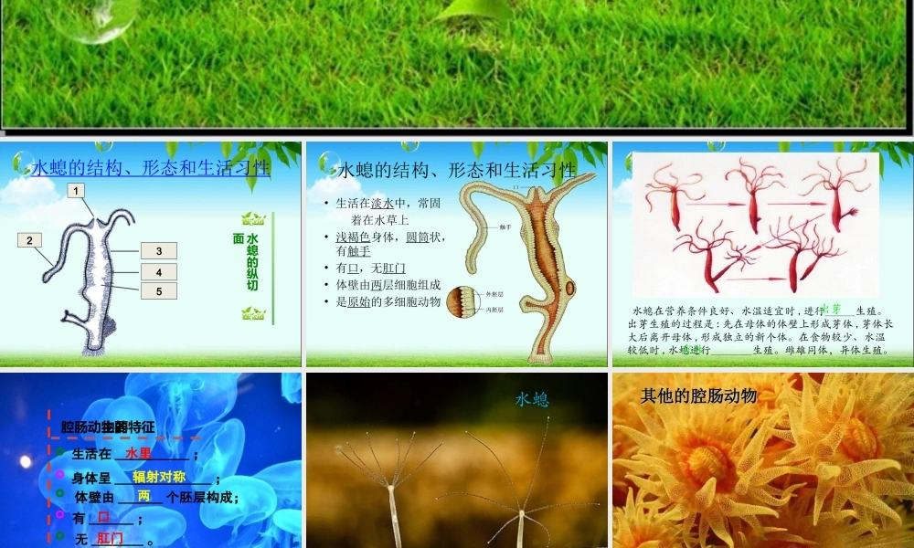 初中二年级生物上册第五单元-第一章-动物的主要类群第一课时课件