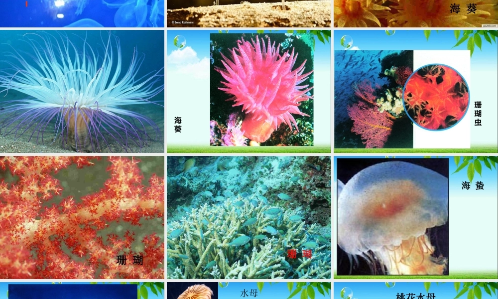 初中二年级生物上册第五单元-第一章-动物的主要类群第一课时课件