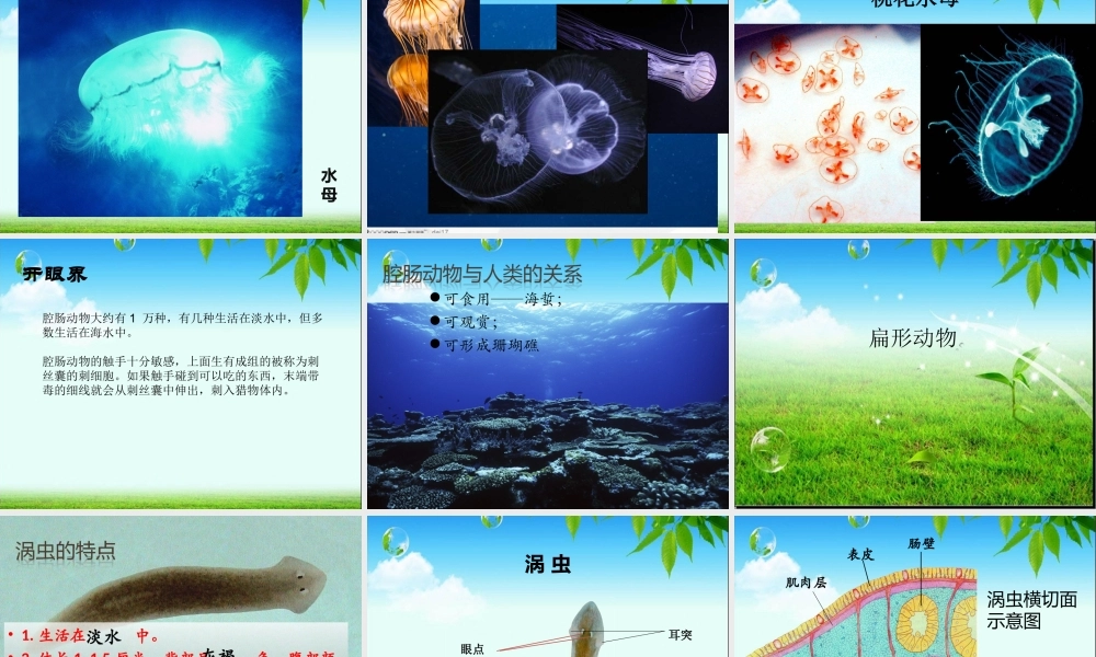 初中二年级生物上册第五单元-第一章-动物的主要类群第一课时课件