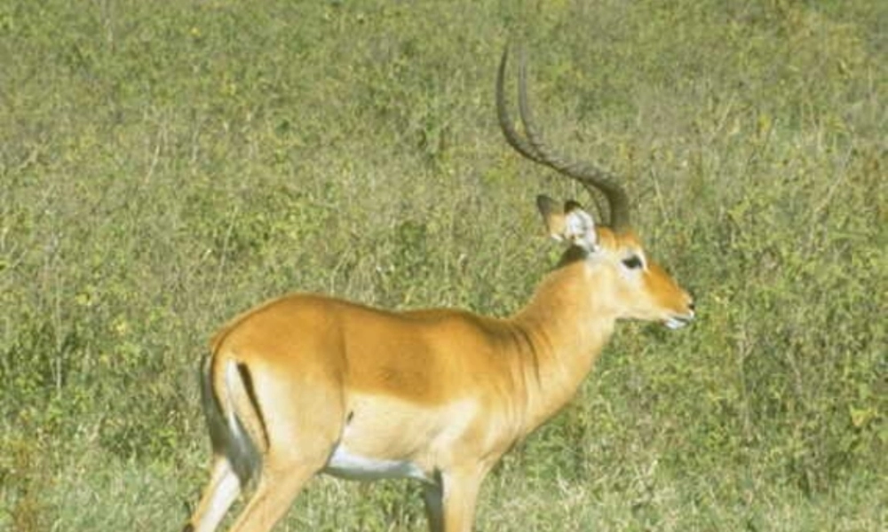 《斑羚飞渡》课件09t