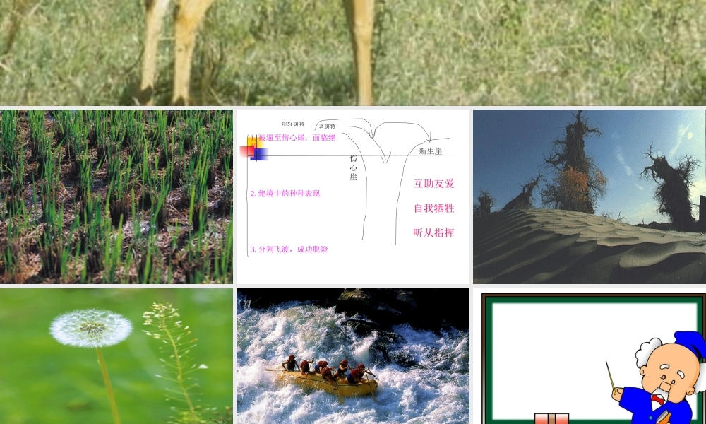 《斑羚飞渡》课件09t