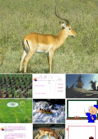 《斑羚飞渡》课件09t