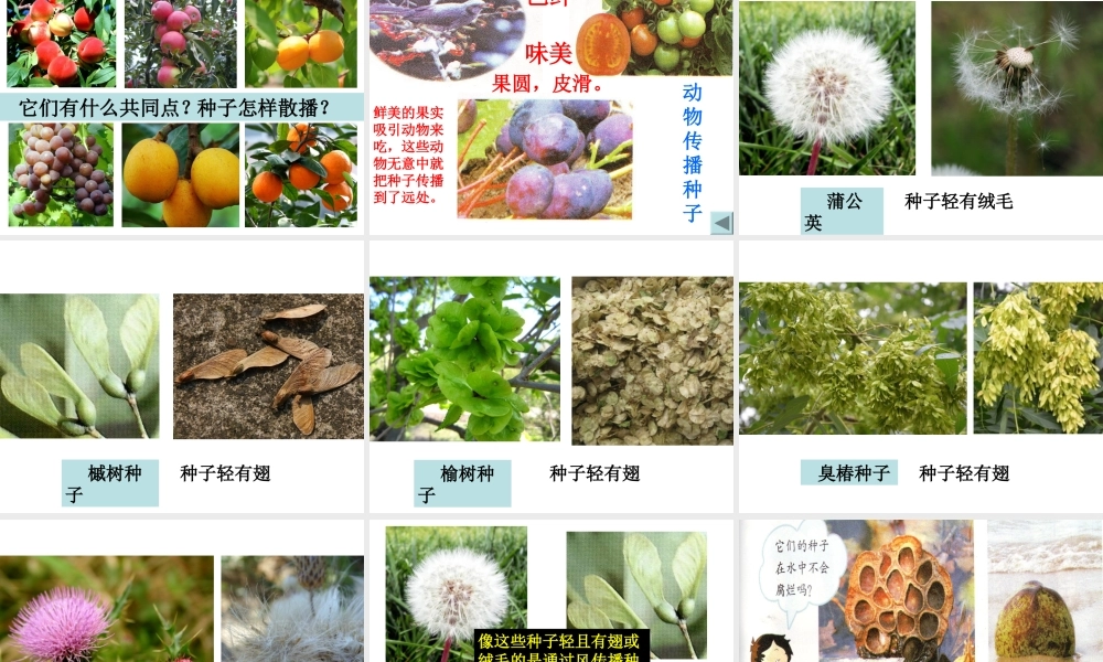 小学科学四年级下册《把种子散播到远处》ppt