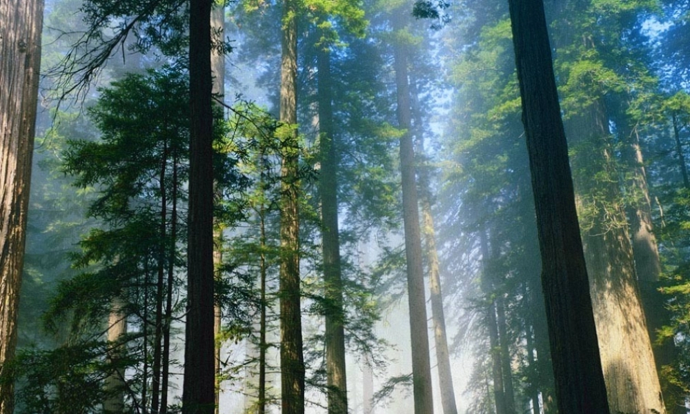 《小熊住山洞》